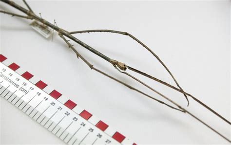 Museum Unveils World S Longest Insect Stick Bug Insects Borneo