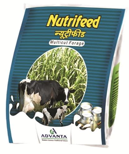 Buy ADVANTA Feed 1Kg Multi Cut Perennial Hybrid Green Hay Fodder Grass