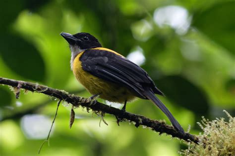 Best Of Costa Rica Tour Report Birdquest