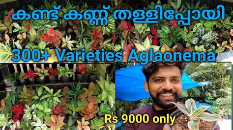 Plus Varieties Aglaonema Collections And