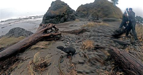 Life-Saving Adventure: Seattle Aquarium Scientists Rescue Young Fur Seal Pup on Remote Beach ...