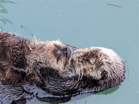 Sea Otter Pup Is in Safe Paws — The Daily Otter