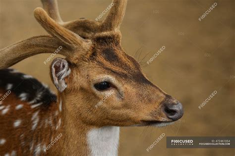 Portrait of a young female deer, Indonesia — brown background ...