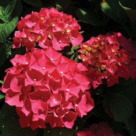 ГОРТЕНЗИИ: Hydrangea macrophylla Red Sensation. Гортензия крупнолистная ...