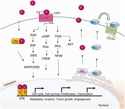 Role Of Sex Hormones In Lung Cancer PMC