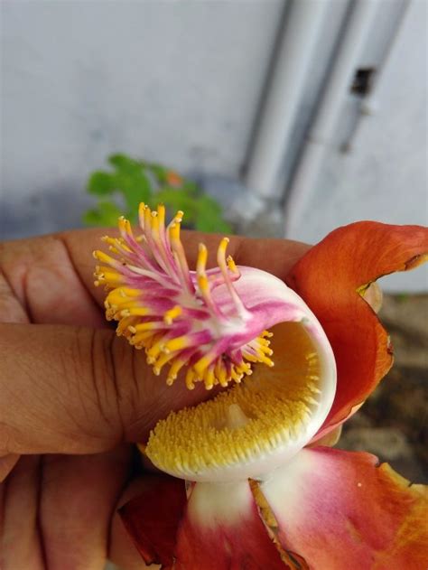 Nag Champa Flower Pics | Best Flower Site