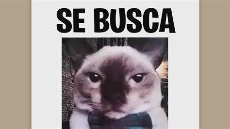 SE BUSCA GATO BABOSO YouTube