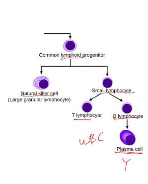 Pathophysiology Hematology Flashcards Quizlet