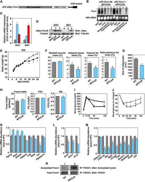 Generation Of Transgenic Mice Expressing Wild Type Fcor Driven By The