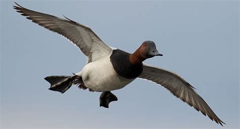 Waterfowl taxidermy, Redhead duck, Waterfowl