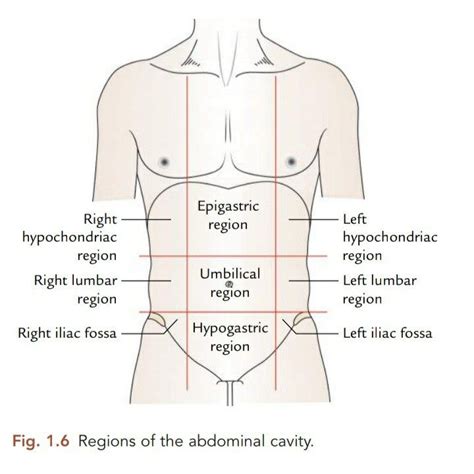 Regions of abdominal cavity /Vishram Singh Anatomy | Nurse study notes ...