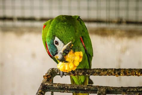 Macaw eating stock photo. Image of colourful, natural - 20569344