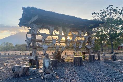 Foto Tempat Wisata Di Taman Nasional Baluran Ada Sabana Dan Pantai