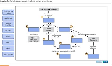 Drag The Labels To Their Appropriate Locations On The Diagram