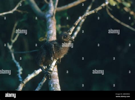 Hoatzin chick claws hi-res stock photography and images - Alamy