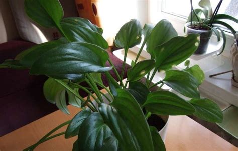 Дримиопсис пятнистый и ледебурия Кирка: уход в домашних условиях, фото ...