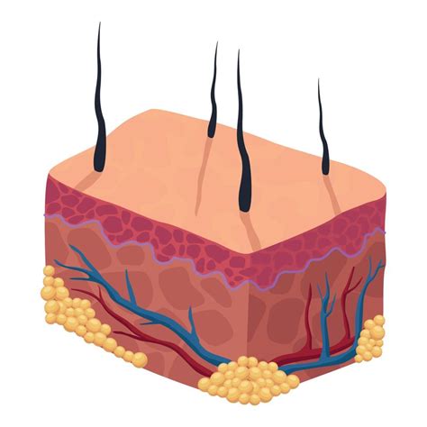 Human Skin Tissues 10384638 Vector Art At Vecteezy