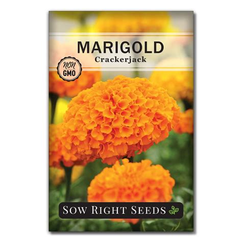 Crackerjack Marigold Seeds | Vegetable Garden Companion Plant – Sow ...