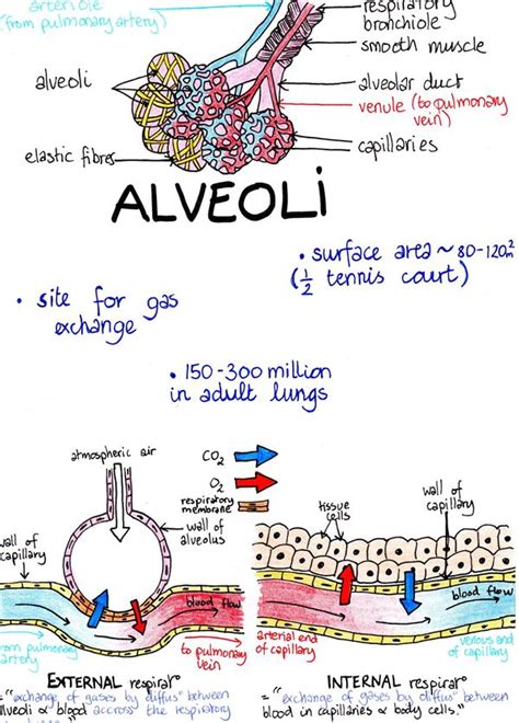 Lung Alveoli Diagram