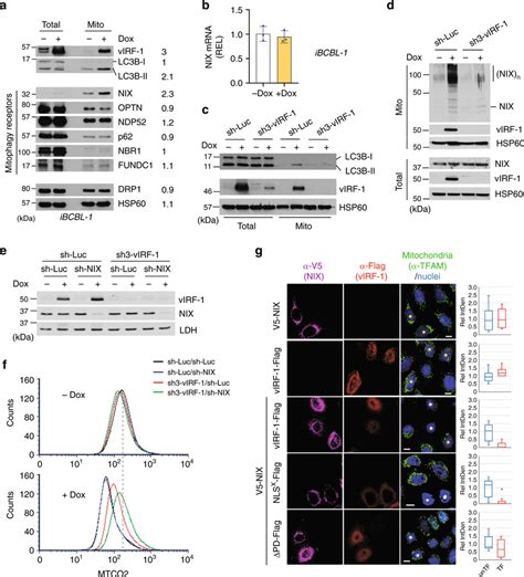 Virf 1 Activates Nix Mediated Mitophagy A Immunoblots Of Total Cell