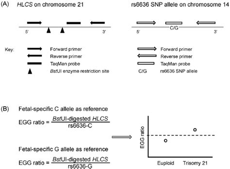 Schematic Diagram Of The Hlcs And Rs6636 Snp Assays With The