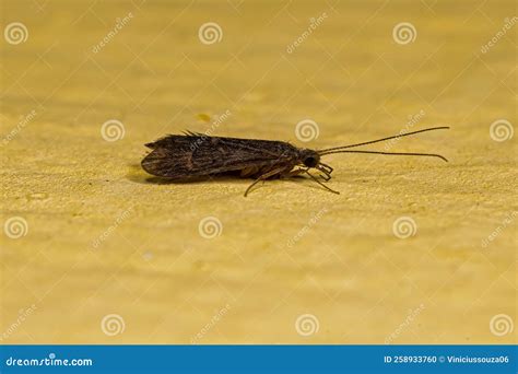 Adult Caddisfly Insect Stock Photo Image Of Detail 258933760