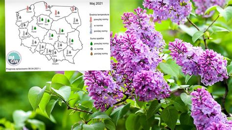 Pogoda Na Maj Wst Pna Prognoza Imgw Tvn Meteo