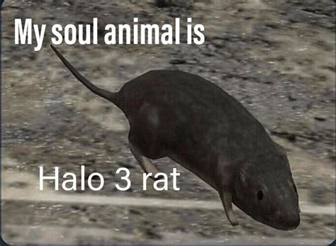 My Soul Animal is Halo 3 Rat | Halo 3 Rat | Know Your Meme