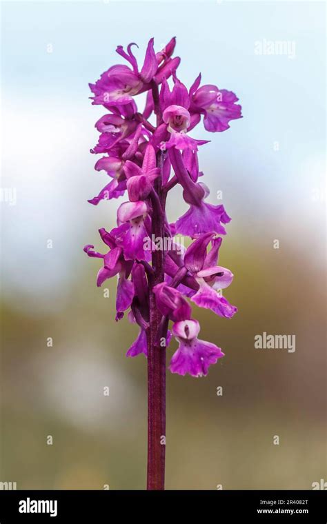 Orchis Mascula Known As Early Purple Orchid Blue Butcher Orchid