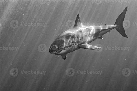 Great White shark attack 17366826 Stock Photo at Vecteezy