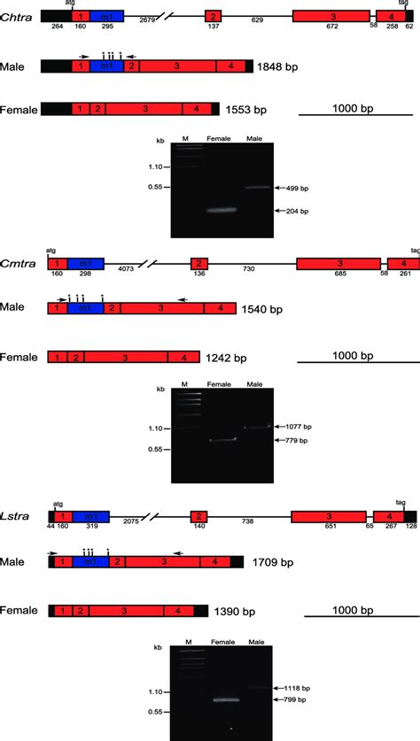 Tra Gene Organization And Sex Specific Transcripts In C Hominivorax