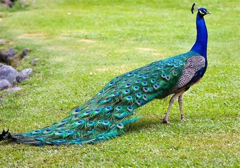 Pavo Real Común O De La India 【 Características Alimentacion Crianza