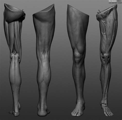 Leg Anatomy Anatomy Reference Zbrush Anatomy