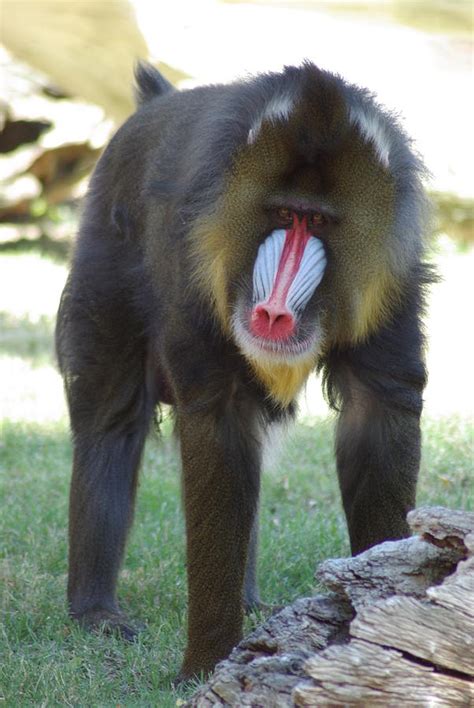 Beautiful Baboon Photograph By Ginger Neier Pixels