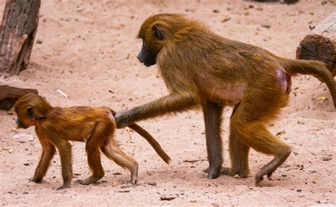 Red Buttock Baboons Of Kenya