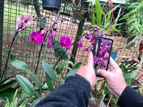 Montecarlo brilló en la exitosa Fiesta Nacional de la Orquídea y