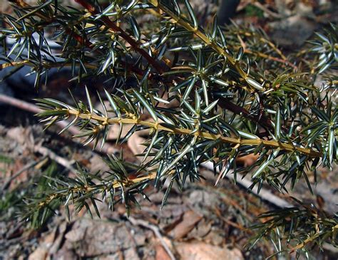 Juniper Tree Leaf Identification