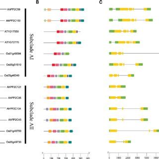 Phylogenetic Relationship Gene Structures And Motifs Analysis Of PP2Cs