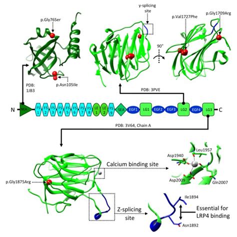 Summary Scheme Of Lrp Musk Signaling A Signaling Events