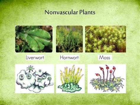 Difference Between Vascular And Nonvascular