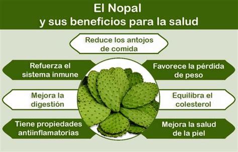 Beneficios Nutricionales Del Nopal Nopalitos El Varal