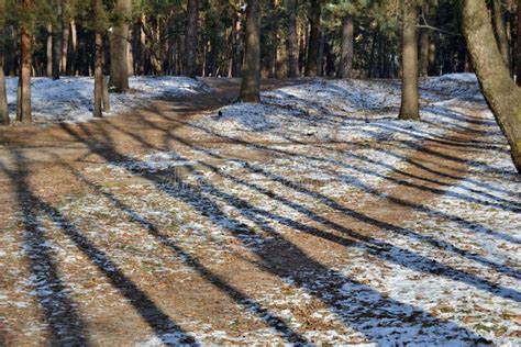 Parallel Forest Paths In The Winter Forest That Cross The Shadows Of