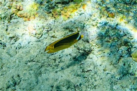 Premium Photo Colonies Of Corals And Chaetodon Fish At The Coral Reef