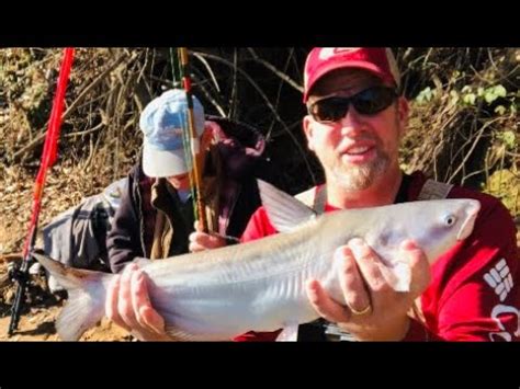 Bank Fishing For Catfish Catch And Cook Catfish Youtube