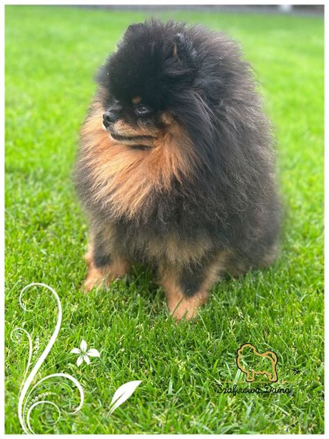 Reproduktor Pomeranian Krycie Szpic Miniaturowy Konarzewo OLX Pl