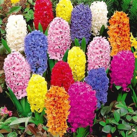 100pcs Balkon Planta Hyacinthus Orientalis Plant Perennial Hyacinth