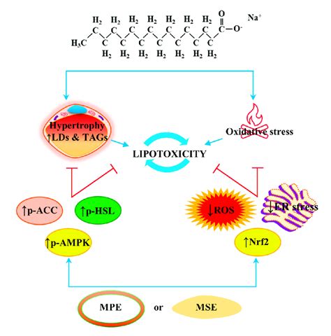 Mpe And Mse Counteracted Lipotoxicity Induced By Pa In Differentiated