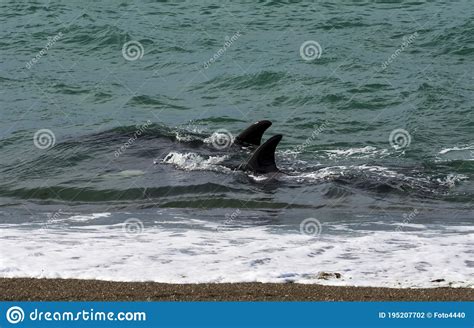 Orcas Cazando Leones Marinos Foto De Archivo Imagen De Reserva