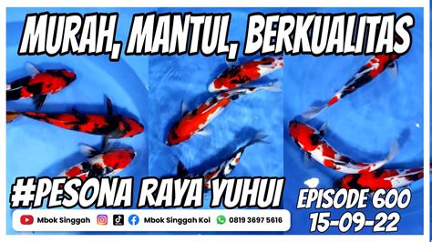 Ini Yang Ditunggu ‼️ Paket Ikan Koi Murah Mantul Berkualitas Dan Calon