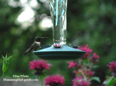 Hummingbird Nectar Recipe. How to make homemade hummingbird food. | Hummingbird nectar ...